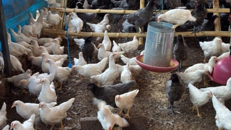 COMPROMISSO COM A SANIDADE AV�COLA