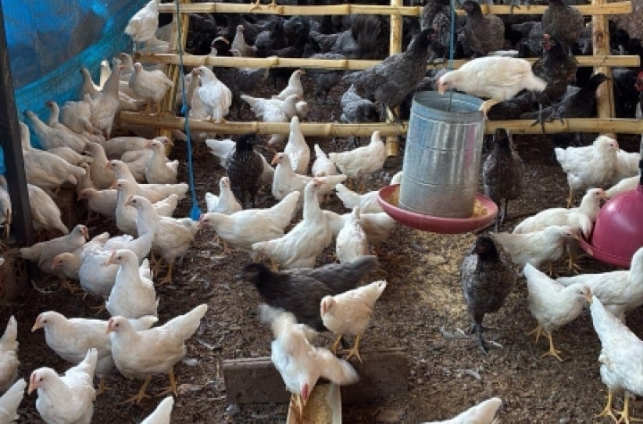 COMPROMISSO COM A SANIDADE AV�COLA